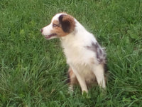 Mini Australian Shepherd
