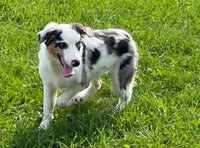 Mini Australian Shepherd