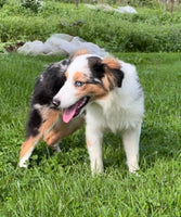 Mini Australian Shepherd