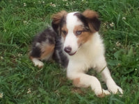 Mini Australian Shepherd
