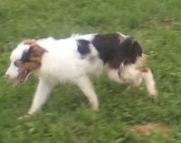 Mini Australian Shepherd