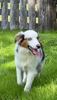 Mini Australian Shepherd
