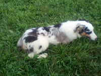 Mini Australian Shepherd