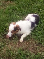 Mini Australian Shepherd