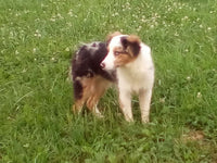 Mini Australian Shepherd