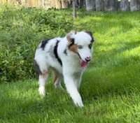 Mini Australian Shepherd