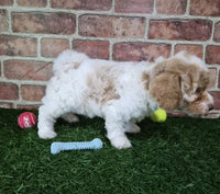 Mini Poodle
