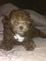 Peanut Male Mini Poodle $950