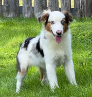 Mini Australian Shepherd