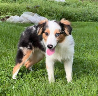 Mini Australian Shepherd