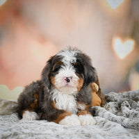 Mini Bernedoodle