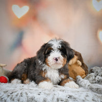 Mini Bernedoodle