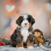 Mini Bernedoodle