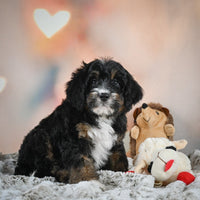 Mini Bernedoodle