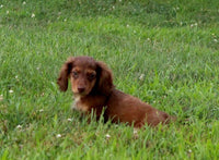Mini Dachshund