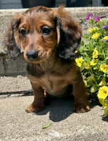 Mini Dachshund