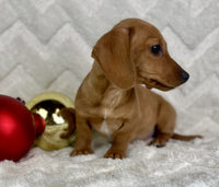 Mini Dachshund