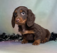 Mini Dachshund