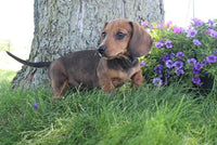 Mini Dachshund