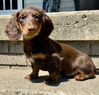 Mini Dachshund