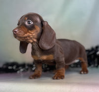 Mini Dachshund