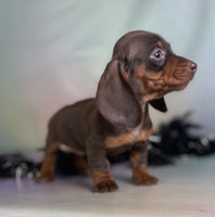 Mini Dachshund