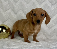 Mini Dachshund