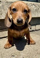 Mini Dachshund