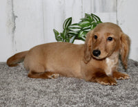 Mini Dachshund