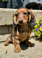 Mini Dachshund