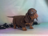 Mini Dachshund