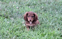 Mini Dachshund