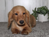Mini Dachshund