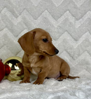 Mini Dachshund