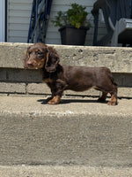 Mini Dachshund