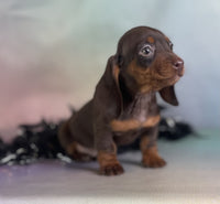 Mini Dachshund