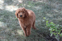 Chip Male Mini Goldendoodle $495