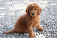 Mini Goldendoodle