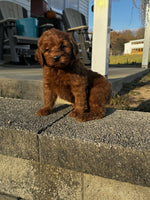 Mini Goldendoodle