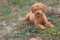 Mini Goldendoodle