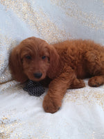 Mini Goldendoodle