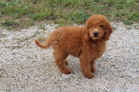 Mini Goldendoodle