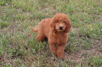 Mini Goldendoodle