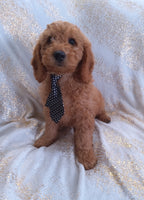 Mini Goldendoodle
