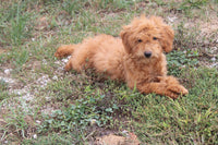 Mini Goldendoodle