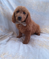 Mini Goldendoodle