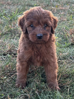 Mini Goldendoodle