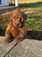 Mini Goldendoodle