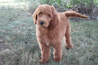 Mini Goldendoodle