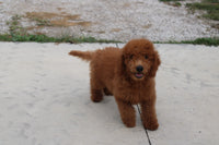 Mini Goldendoodle